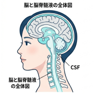 脳と脳脊髄液の全体図