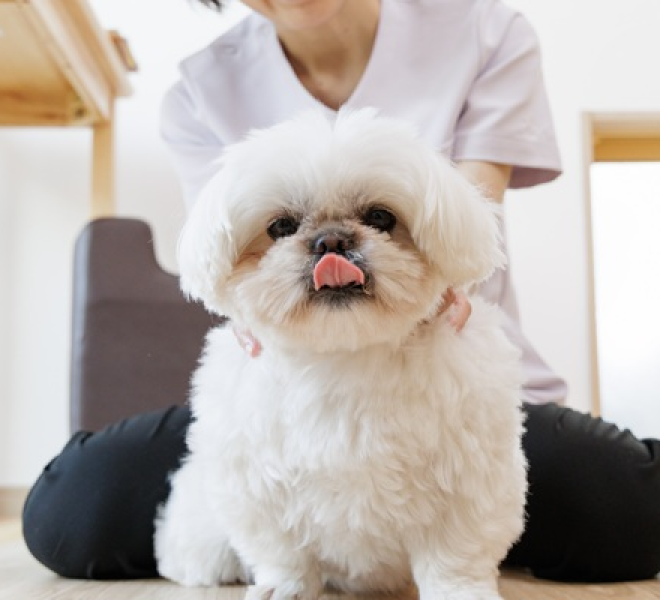 犬
